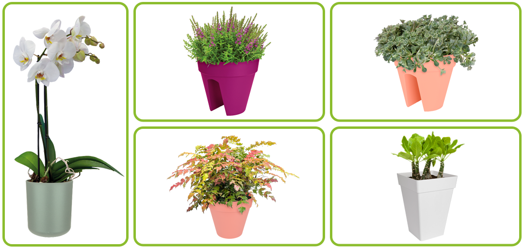 Op maat gemaakte pot-plantcombinaties